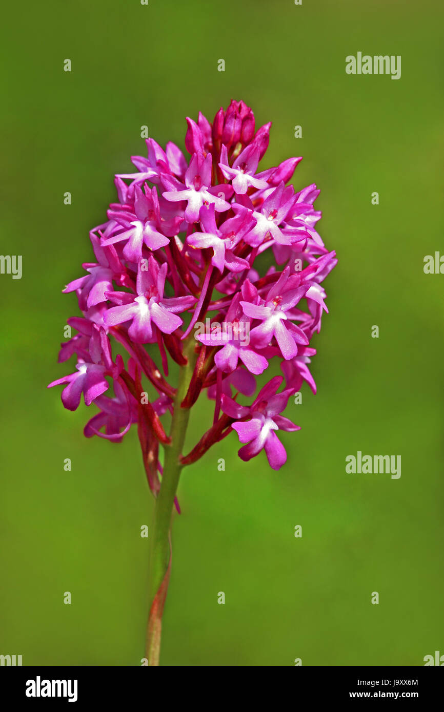 Pyramidalis hi-res stock photography and images - Alamy