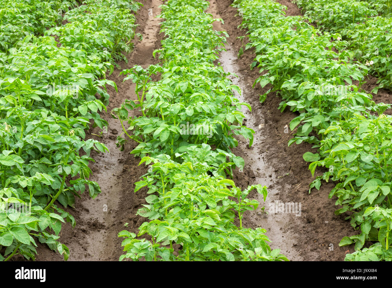 food, aliment, leaf, agriculture, farming, field, root, vegetable, raw, farm, Stock Photo
