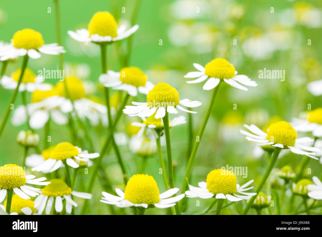 beautiful, beauteously, nice, health, closeup, garden, flower, plant, bloom, Stock Photo