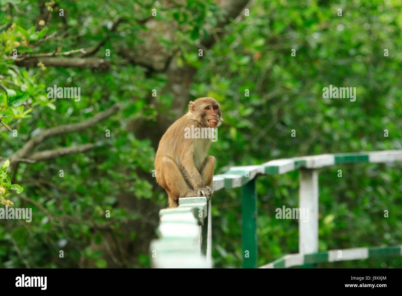 Bangladesh animal of monkey hi-res stock photography and images - Alamy