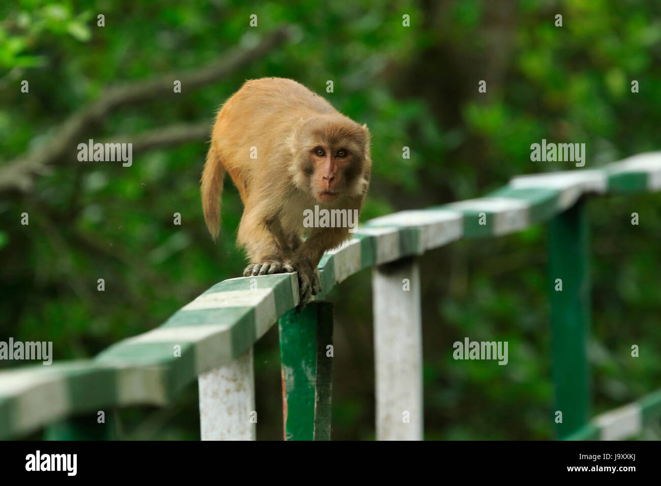 Bangladesh animal of monkey hi-res stock photography and images - Alamy