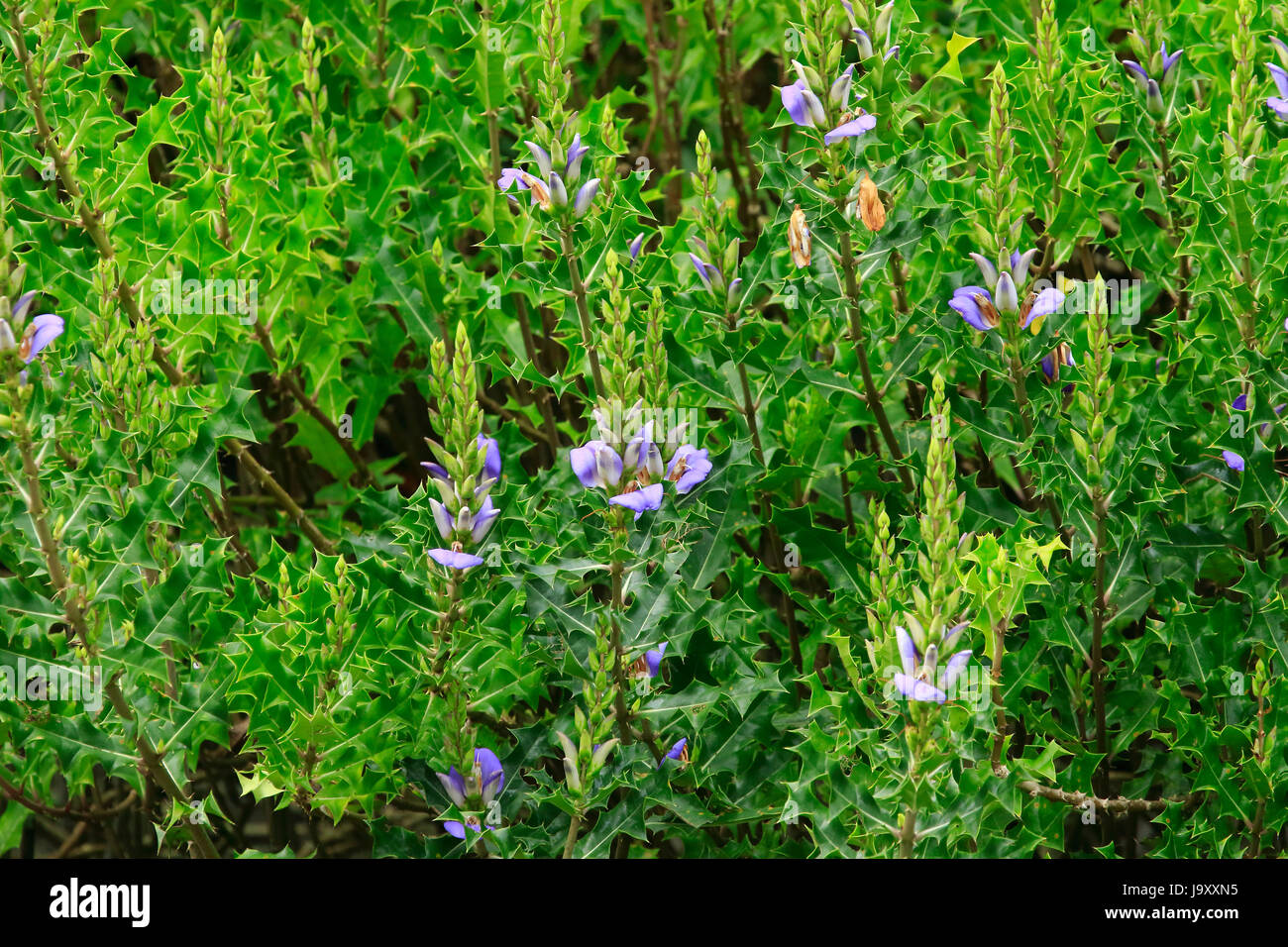 Hargoza (acanthus ilicifolius), commonly known as Holly-leaved Acanthus