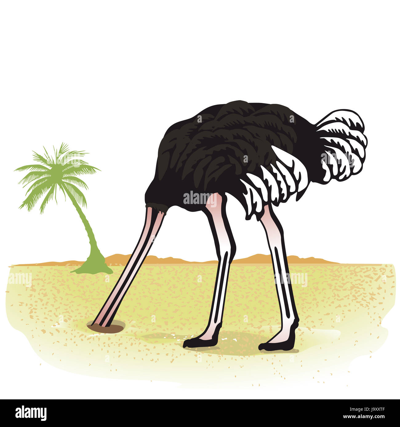 ostrich hides its head in the sand Stock Photo