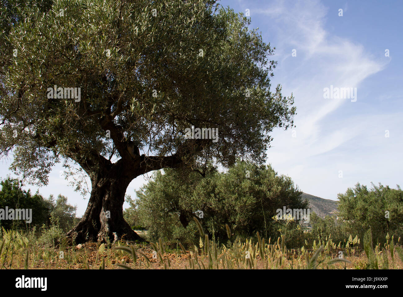 Olive tree ( Olea europaea Stock Photo - Alamy