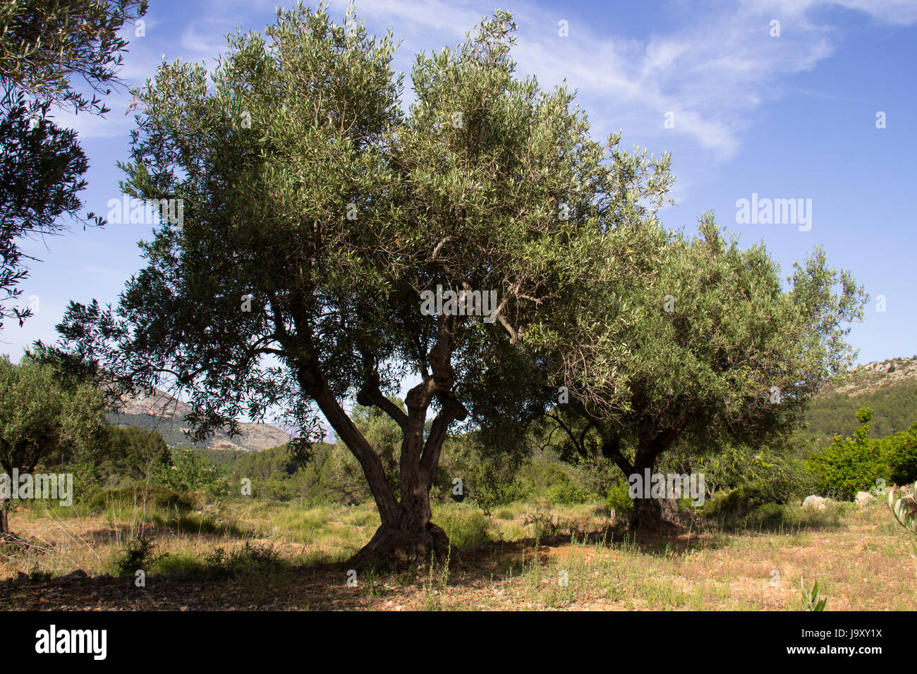 Olive tree ( Olea europaea ) Stock Photo