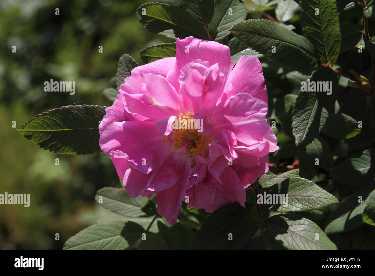 rose therese bugnet Stock Photo - Alamy