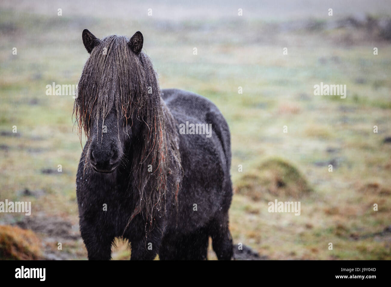 Dark Icelandic horse standing in the rain. Stock Photo