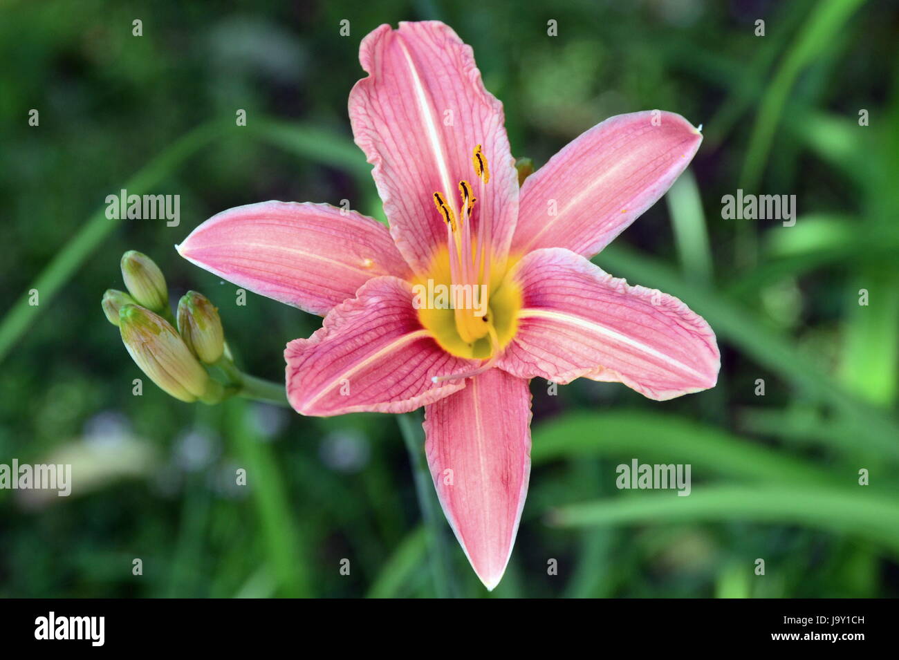lily in full bloom Stock Photo Alamy