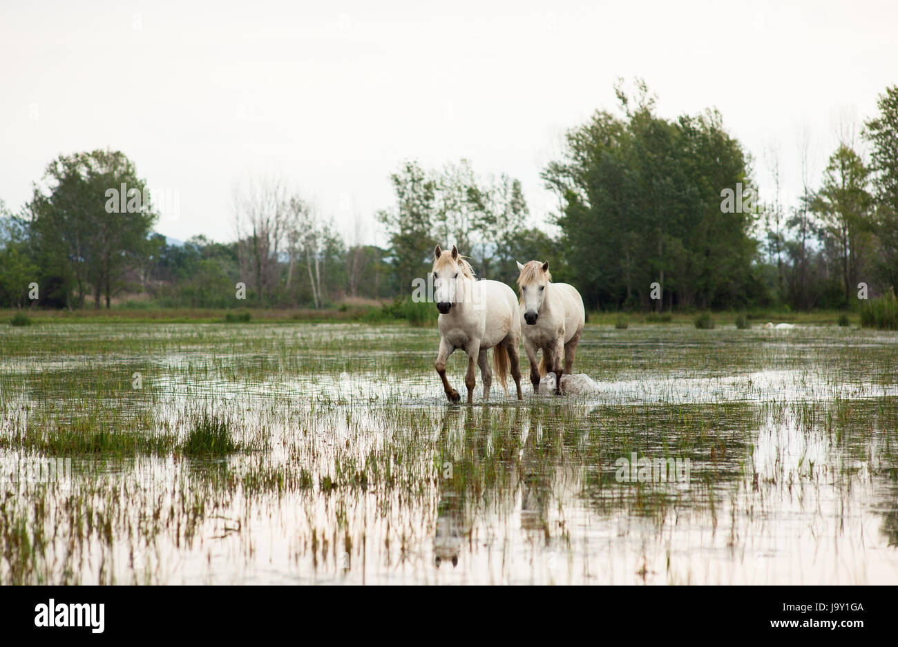 animal, wild, swamp, horse, horses, horse, animal, swamp, horses, ruin