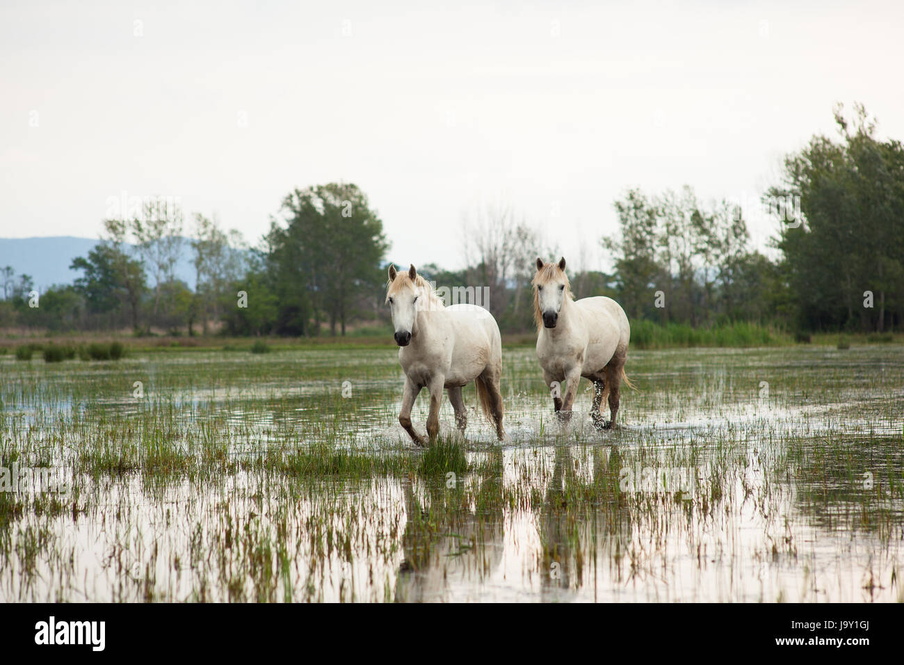 animal, wild, swamp, horse, horses, horse, animal, swamp, horses, ruin