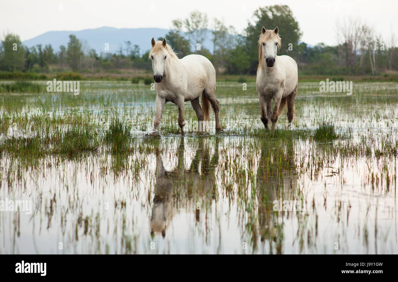 animal, wild, swamp, horse, horses, horse, animal, swamp, horses, ruin