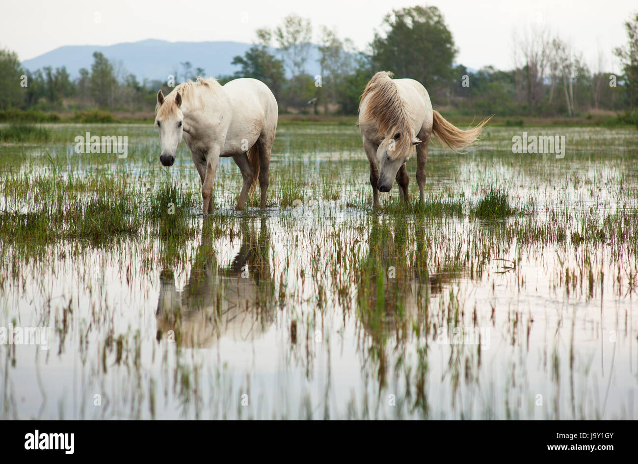 animal, wild, swamp, horse, horses, horse, animal, swamp, horses, ruin