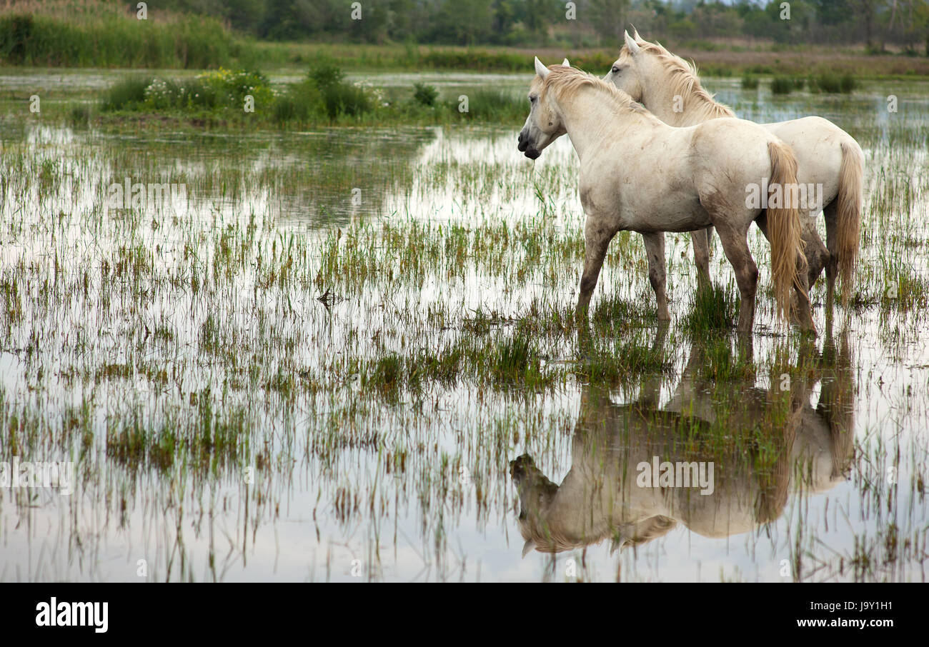 animal, wild, swamp, horse, horses, horse, animal, swamp, horses, ruin