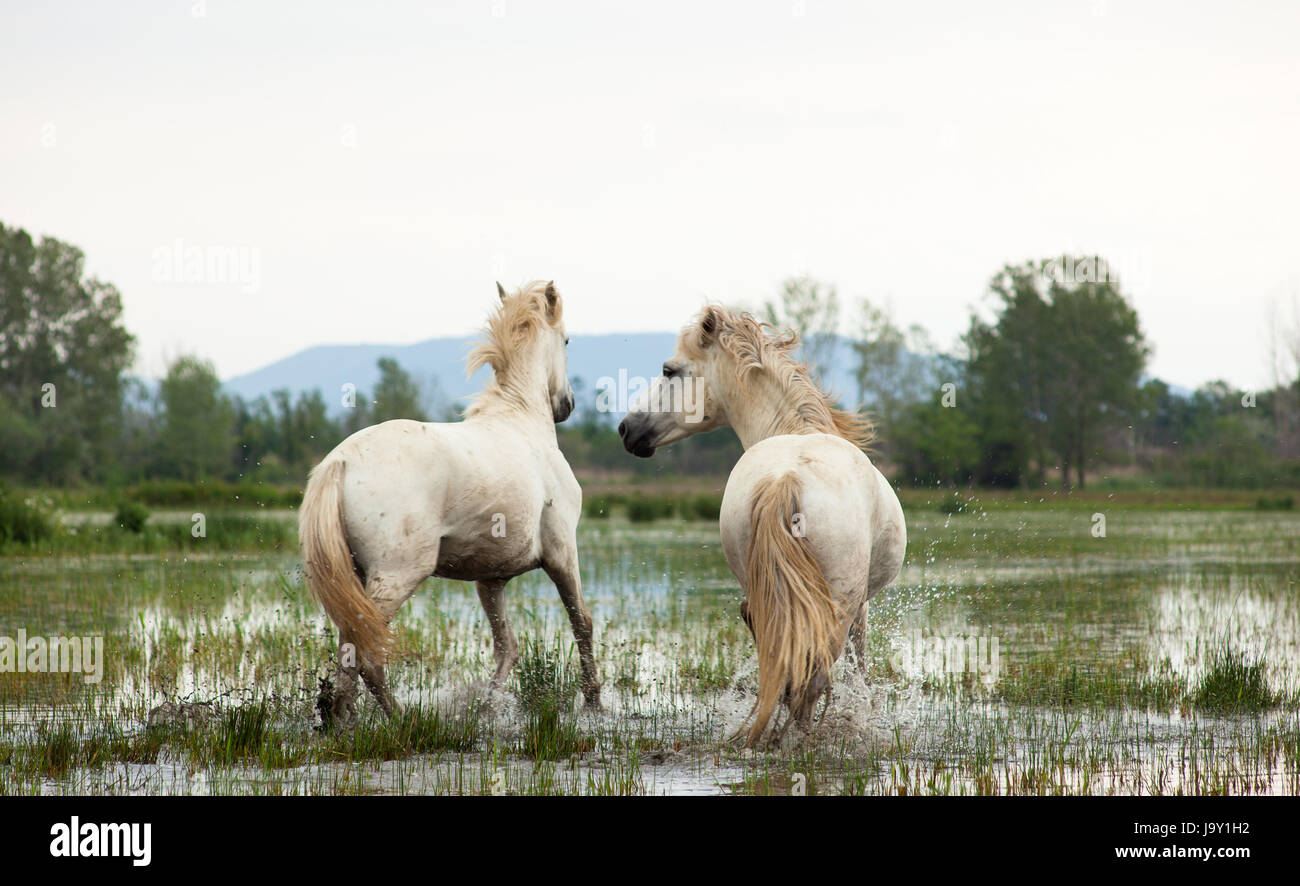 animal, wild, swamp, horse, horses, horse, animal, swamp, horses, ruin