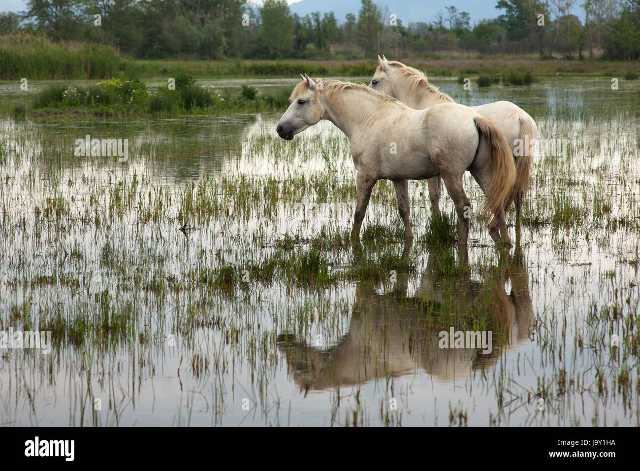 animal, wild, swamp, horse, horses, horse, animal, swamp, horses, ruin