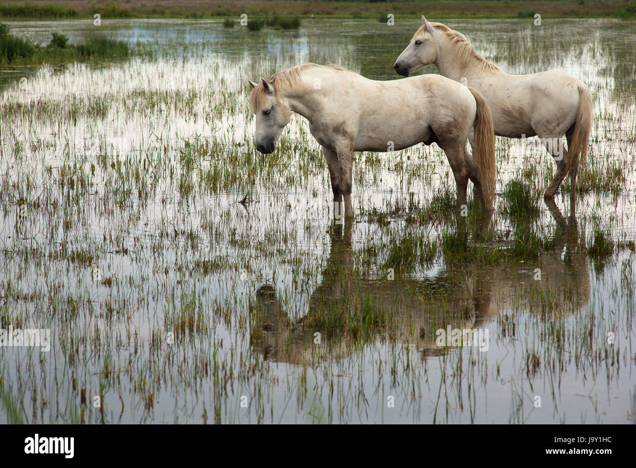 animal, wild, swamp, horse, horses, horse, animal, swamp, horses, ruin