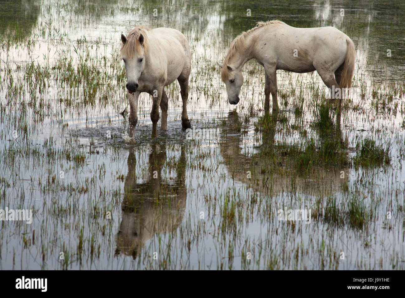 animal, wild, swamp, horse, horses, horse, animal, swamp, horses, ruin