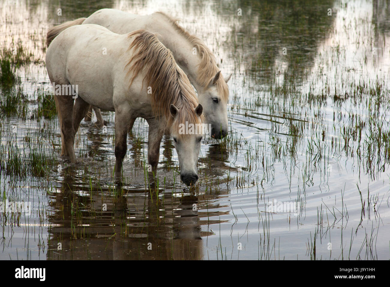 animal, wild, swamp, horse, horses, horse, animal, swamp, horses, ruin