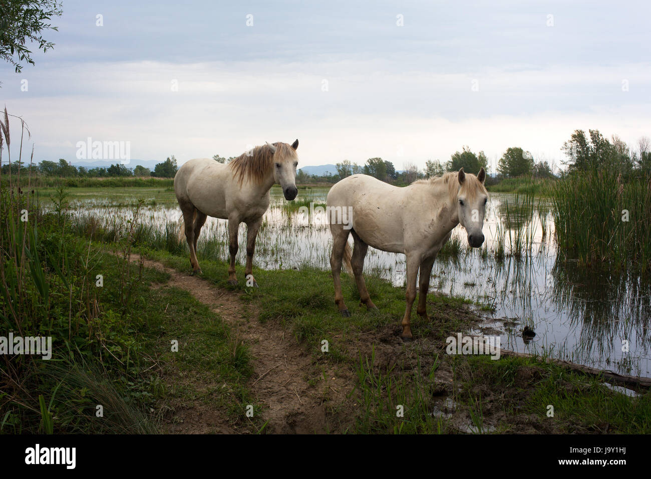 animal, wild, swamp, horse, horses, horse, animal, swamp, horses, ruin