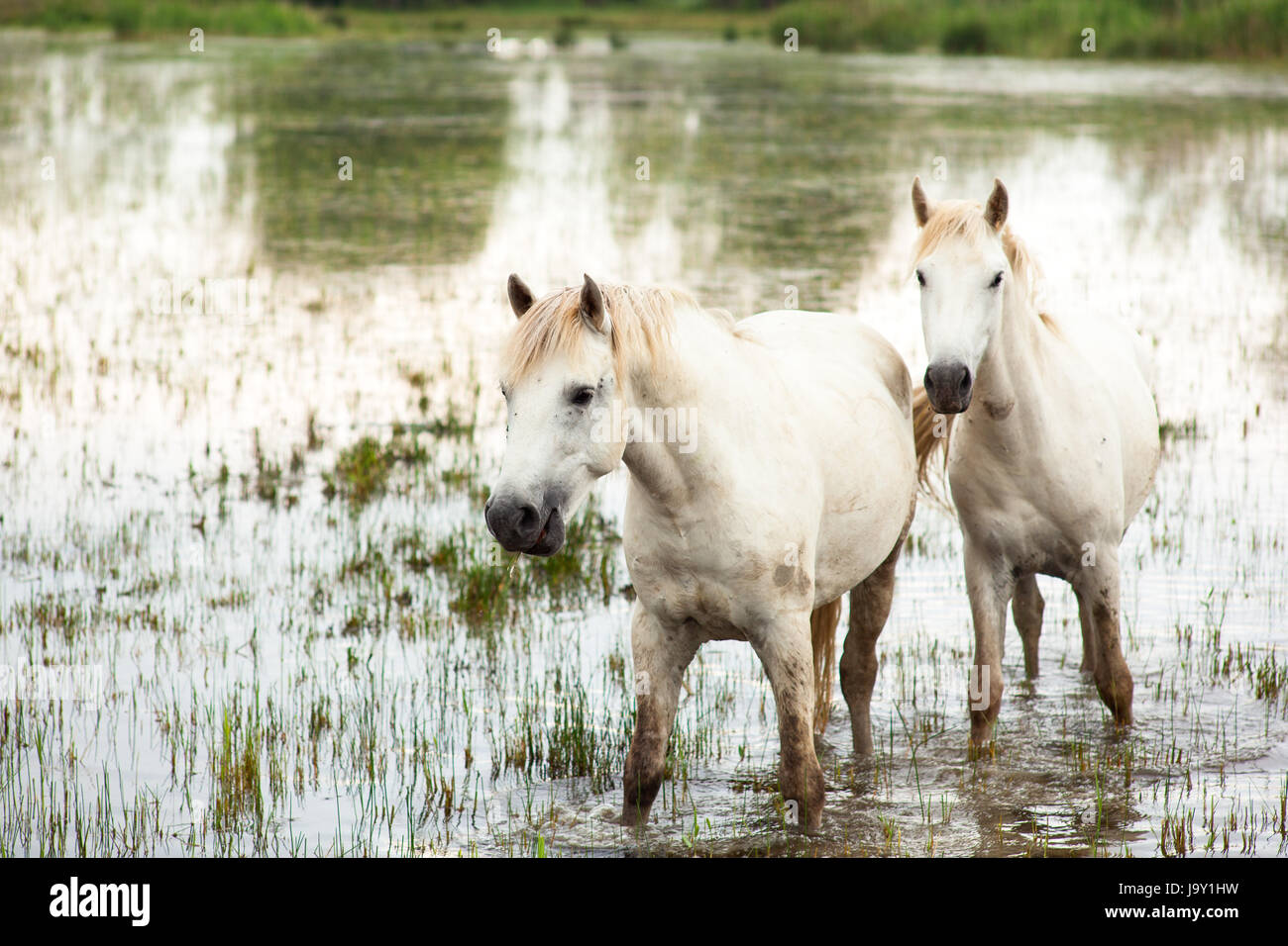 animal, wild, swamp, horse, horses, horse, animal, swamp, horses, ruin