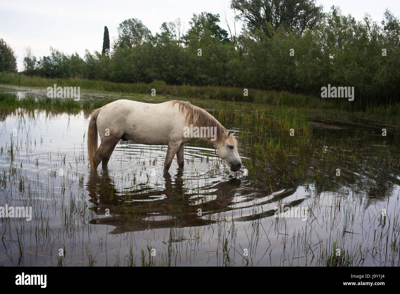 animal, wild, swamp, horse, horses, horse, animal, swamp, horses, ruin