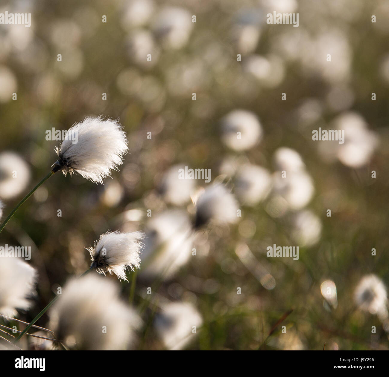 Shallow depth of field image of Common Cotton Grass photographed on the Isle of Kerrera, near Oban, Scotland just before sunset Stock Photo