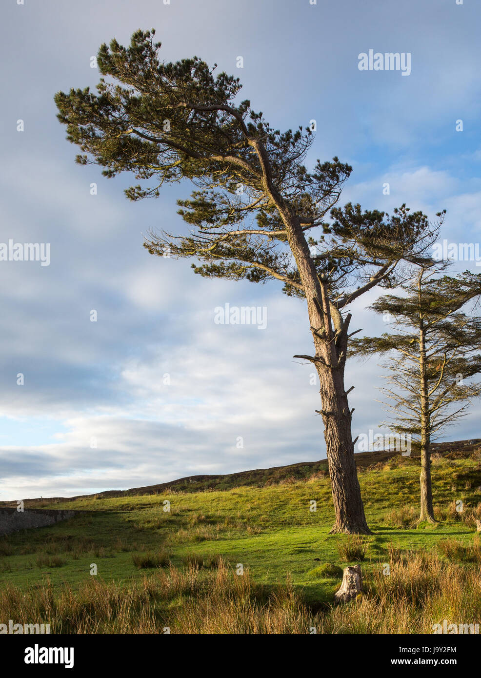 Lone pine tree on the island of Colonsay Scotland, taken early in the morning, next to Loch Turraman Stock Photo
