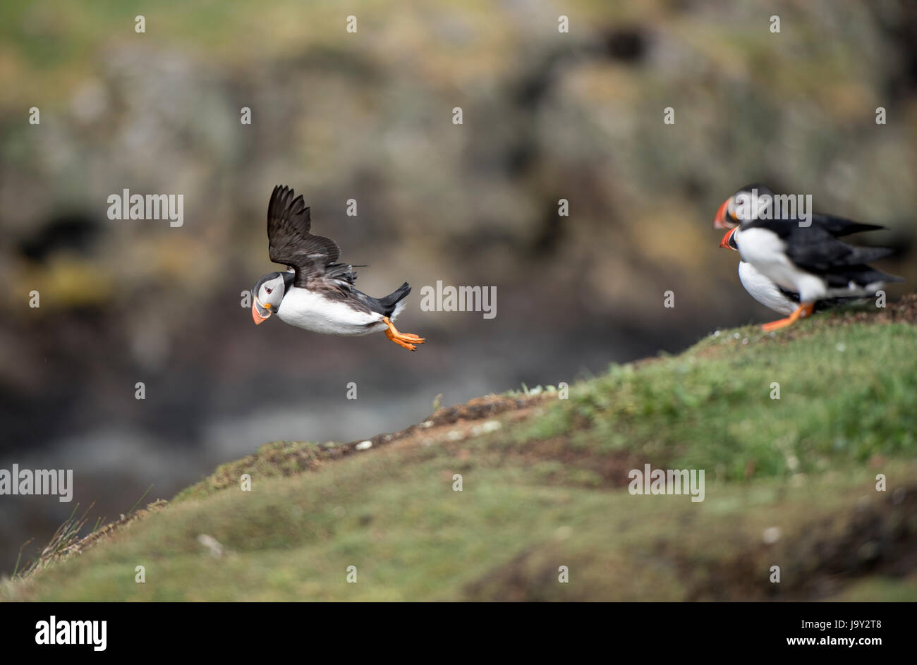 Lunga UK. 30th May 2017. Atlantic Puffins  Isle of Lunga, Treshnish Isles, Inner Hebrides Scotland 30/05/2017 © Gary Mather/Alamy Live News Stock Photo