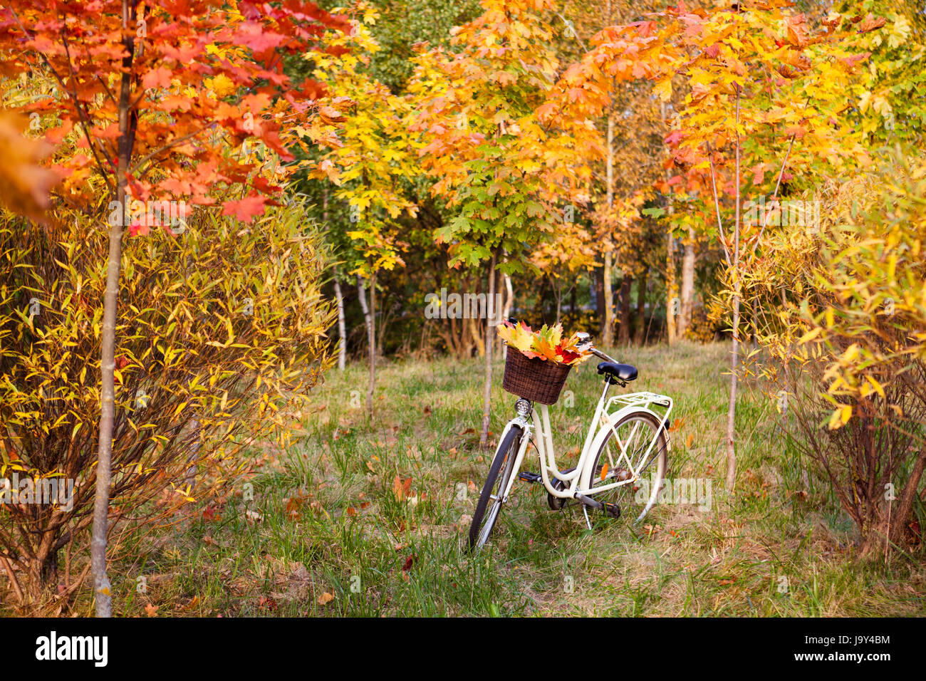 White retro style bicycle with basket with orange, yellow and green leaves, parked in the colorful fall park among trees Stock Photo