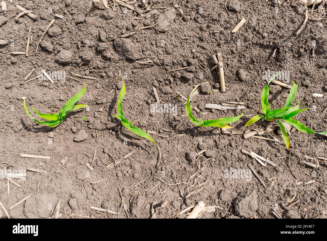 Young corn field top view closeup Stock Photo Alamy