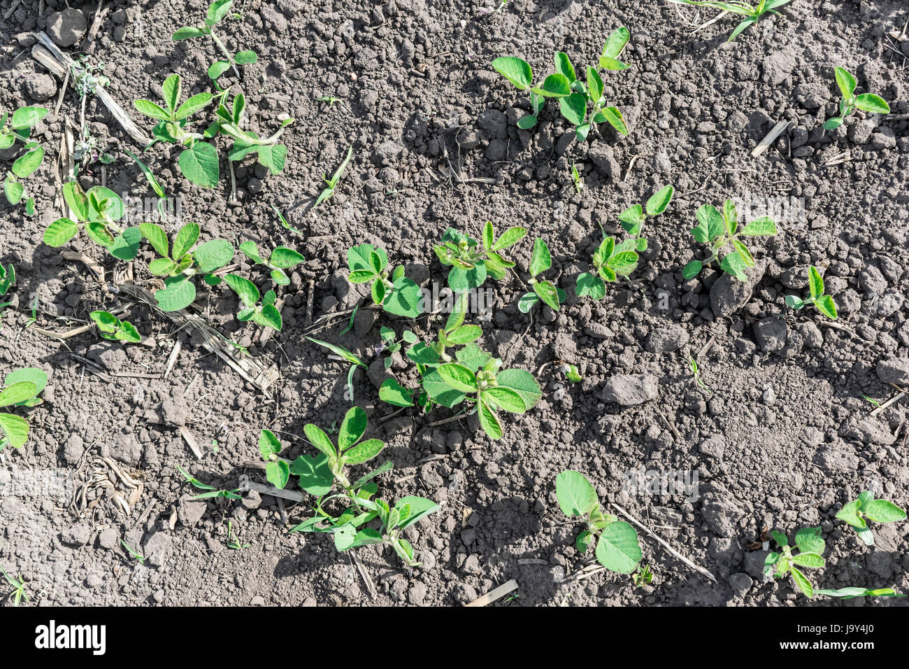 Soybeans growing on the field top view Stock Photo Alamy