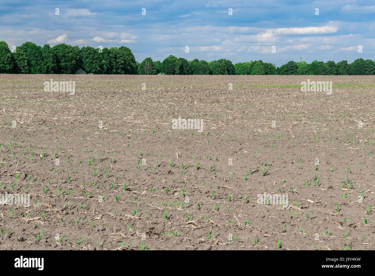 Seeded corn field in summer sunlit landscape Stock Photo