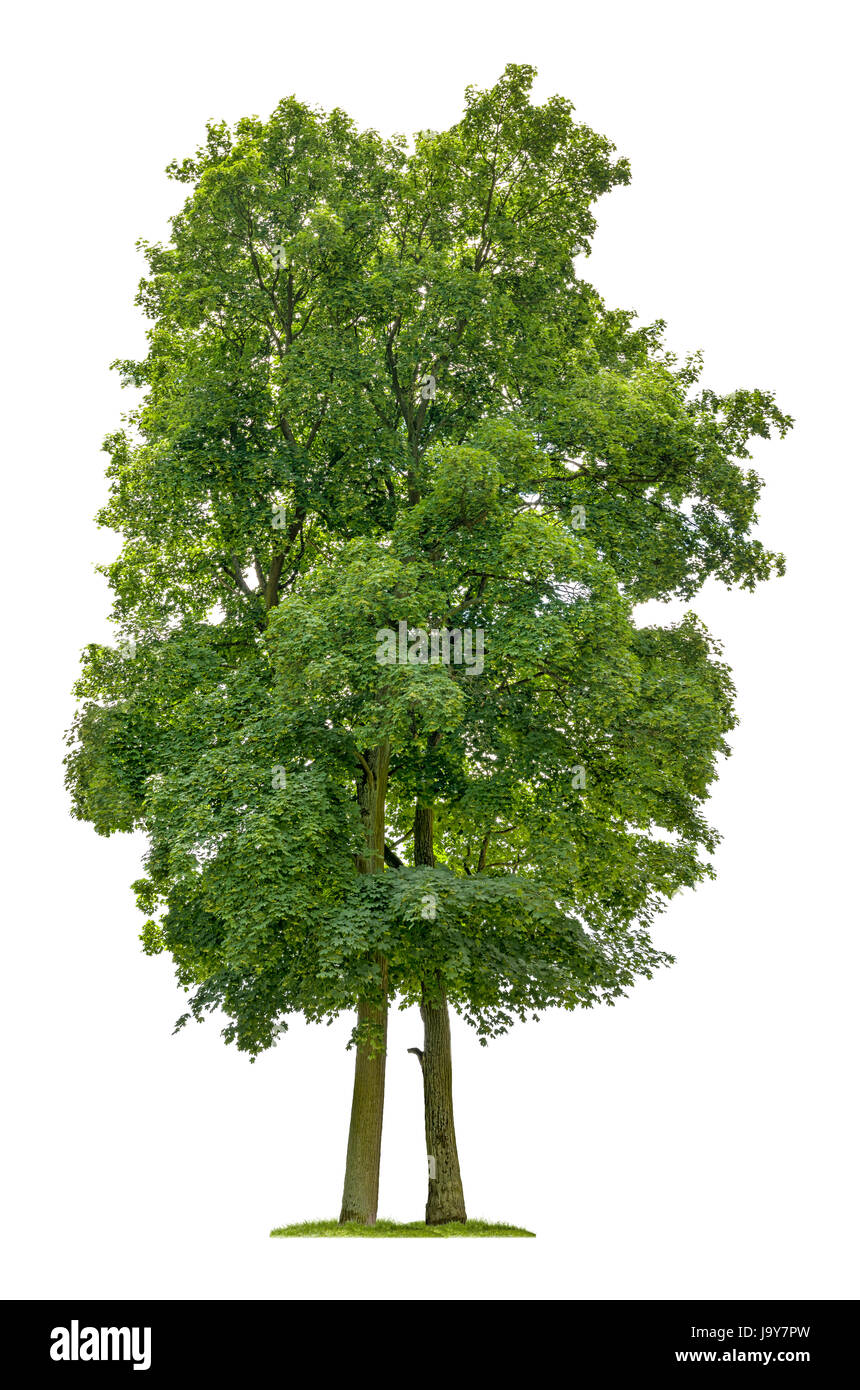 exempted maple against white background Stock Photo