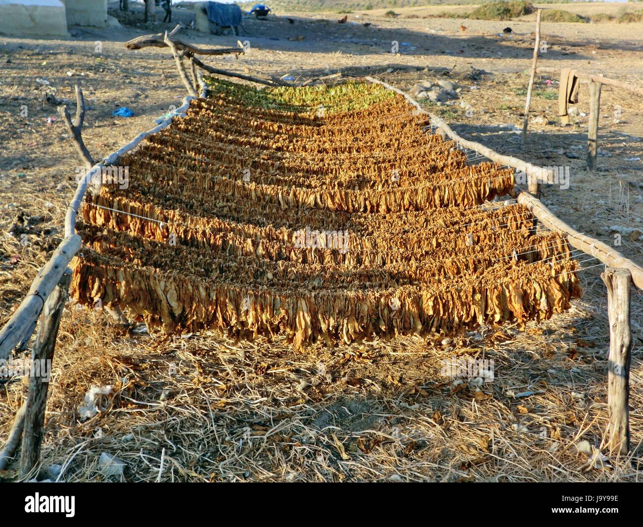 tobacco in morocco plant, africa, agriculture, farming, north africa, tobacco, morocco Stock  Photo