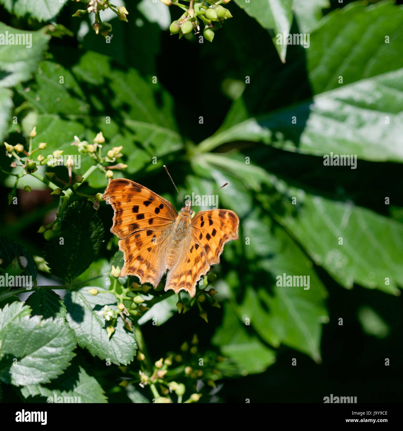 Der Kaisermantel (Argynnis paphia) ist ein Schmetterling (Tagfalter) aus der Familie der Edelfalter (Nymphalidae). Argynnis paphia is a common and variable butterfly found over much of the Palaearctic ecozone – Algeria, Europe, temperate Asia and Japan. Stock Photo