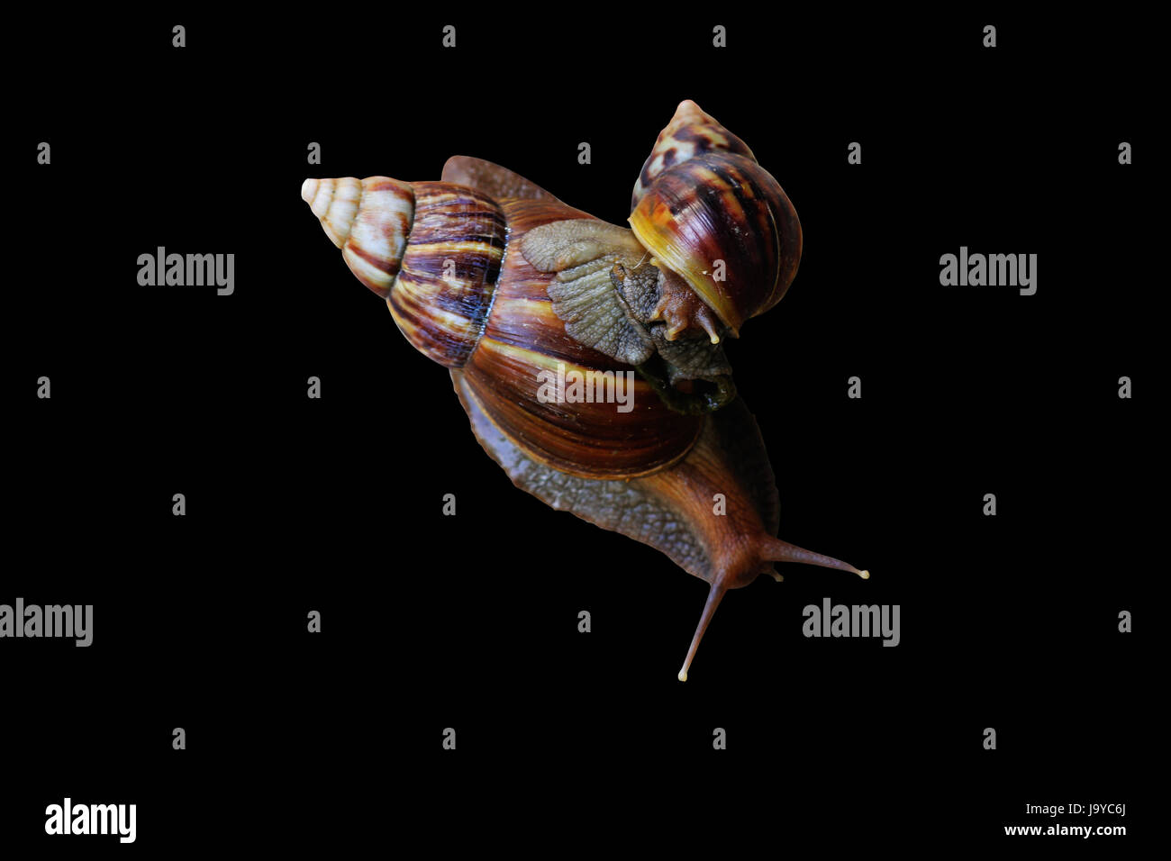 Black Periwinkle Snail