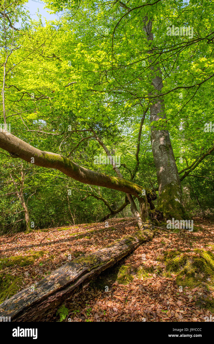 New Forest National Park woodland scene, Hampshire, England Stock Photo