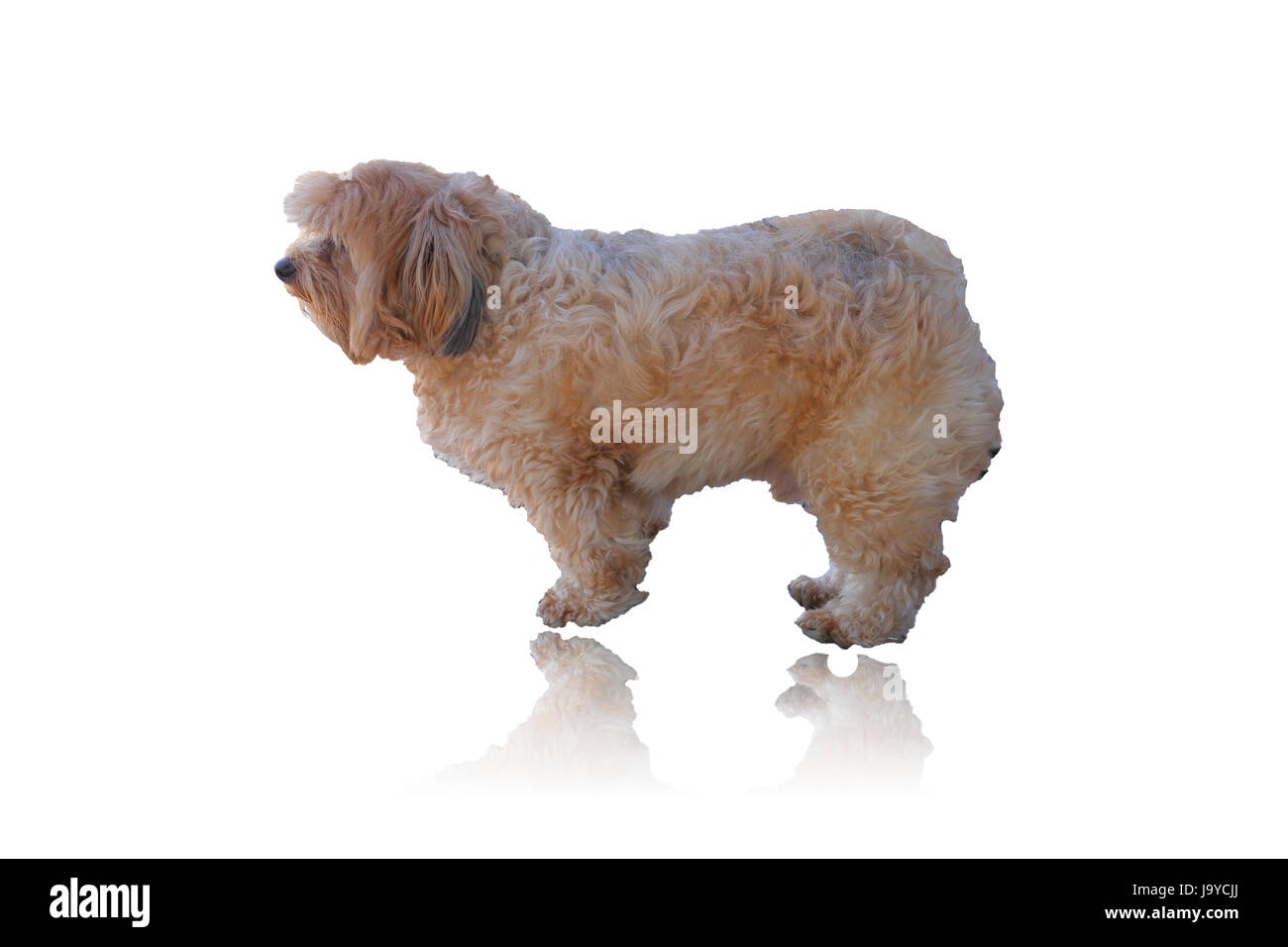 dog isolated on white Stock Photo