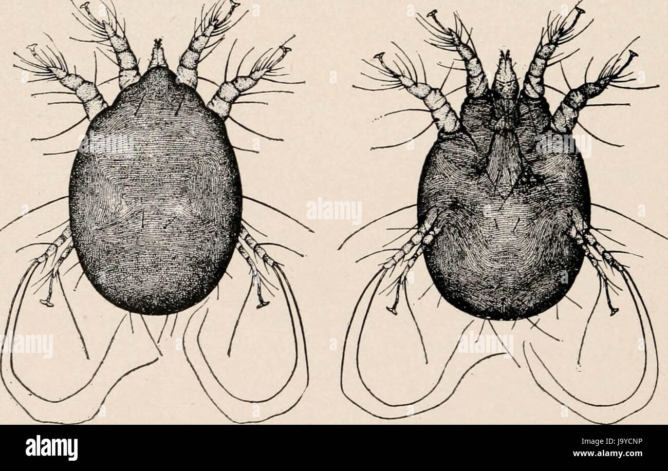 "Introduction to zoology; a guide to the study of animals, for the use of secondary schools;" (1900) Stock Photo