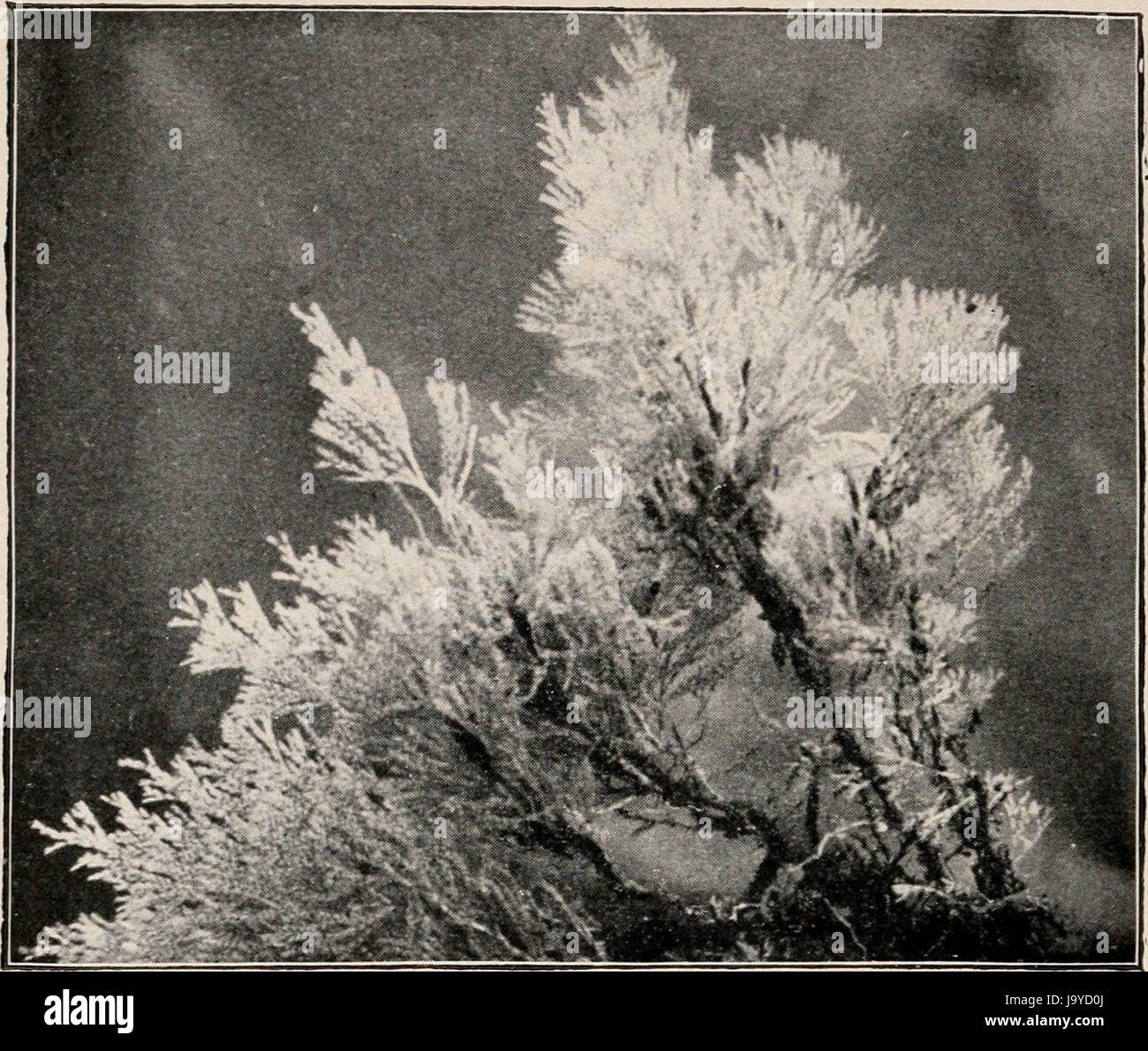 "Introduction to zoology; a guide to the study of animals, for the use of secondary schools;" (1900) Stock Photo