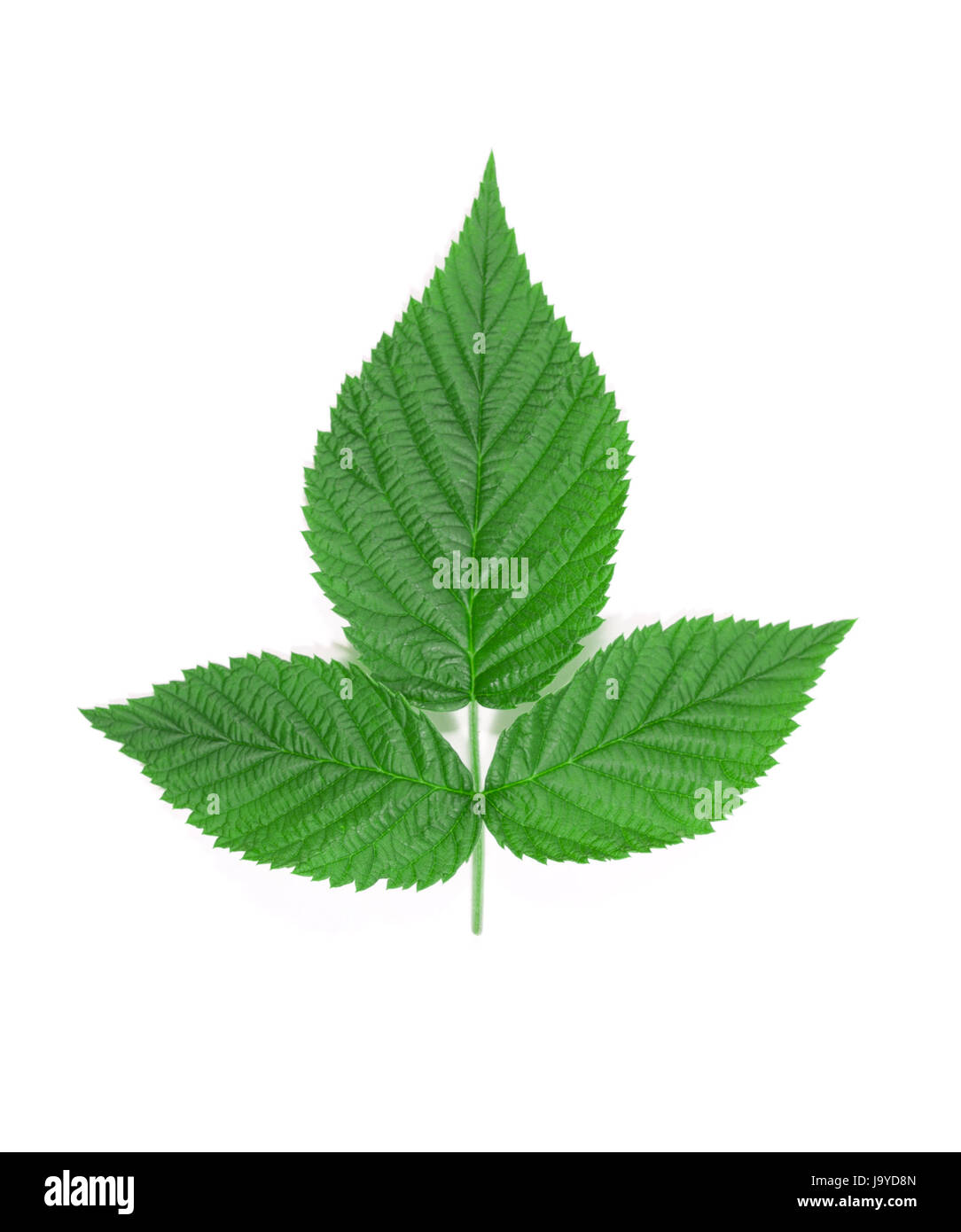 Colorful raspberry leaf isolated on white background Stock Photo - Alamy