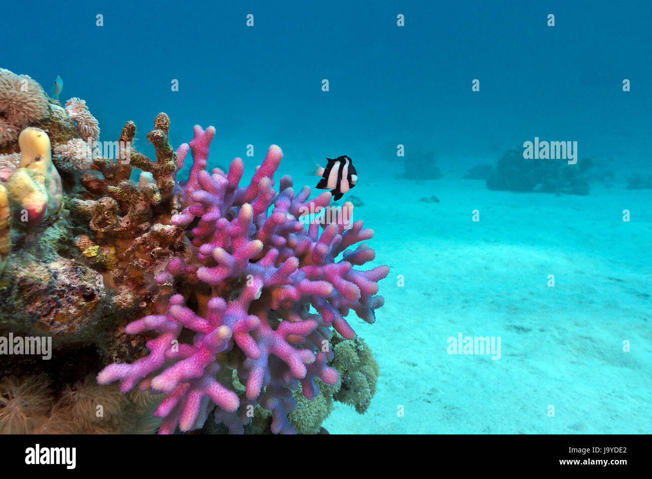 coral reef coral hood with violet end exotic fish at the bottom of tropical sea on blue water background Stock Photo