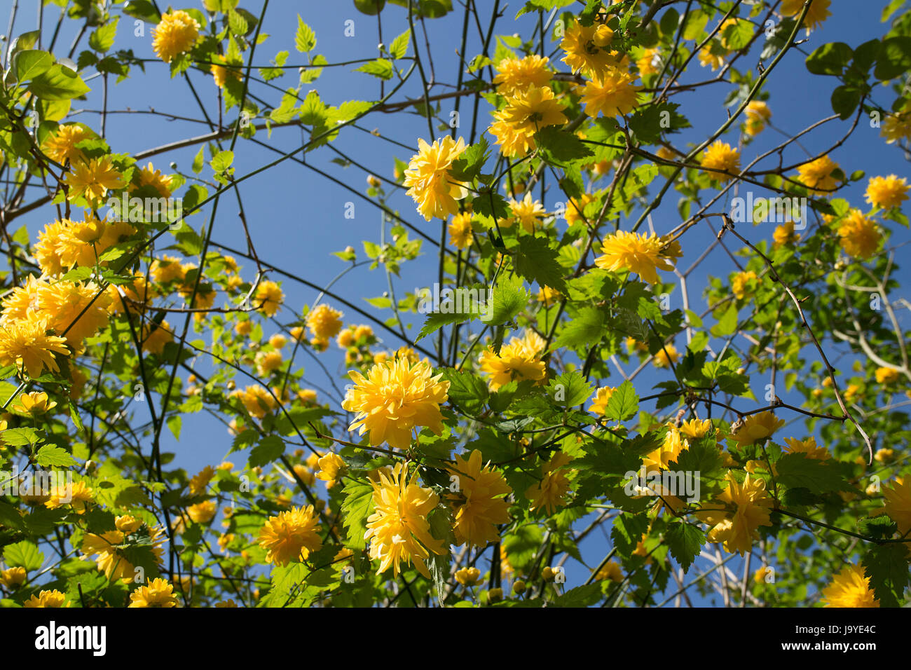 Kerria Japonica Pleniflora 'Batchelors Button' against blue sky Stock Photo