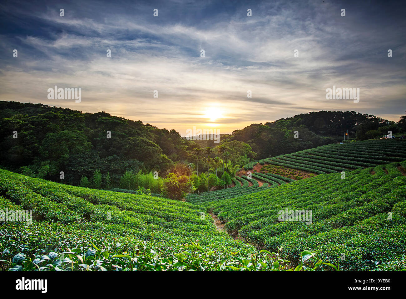 house, building, tea, leaf, environment, enviroment, tree, hill, garden ...
