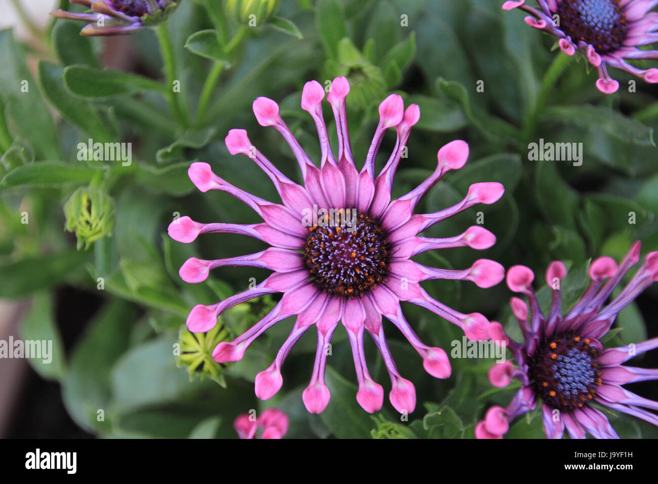 Bornholmer margerite hires stock photography and images Alamy
