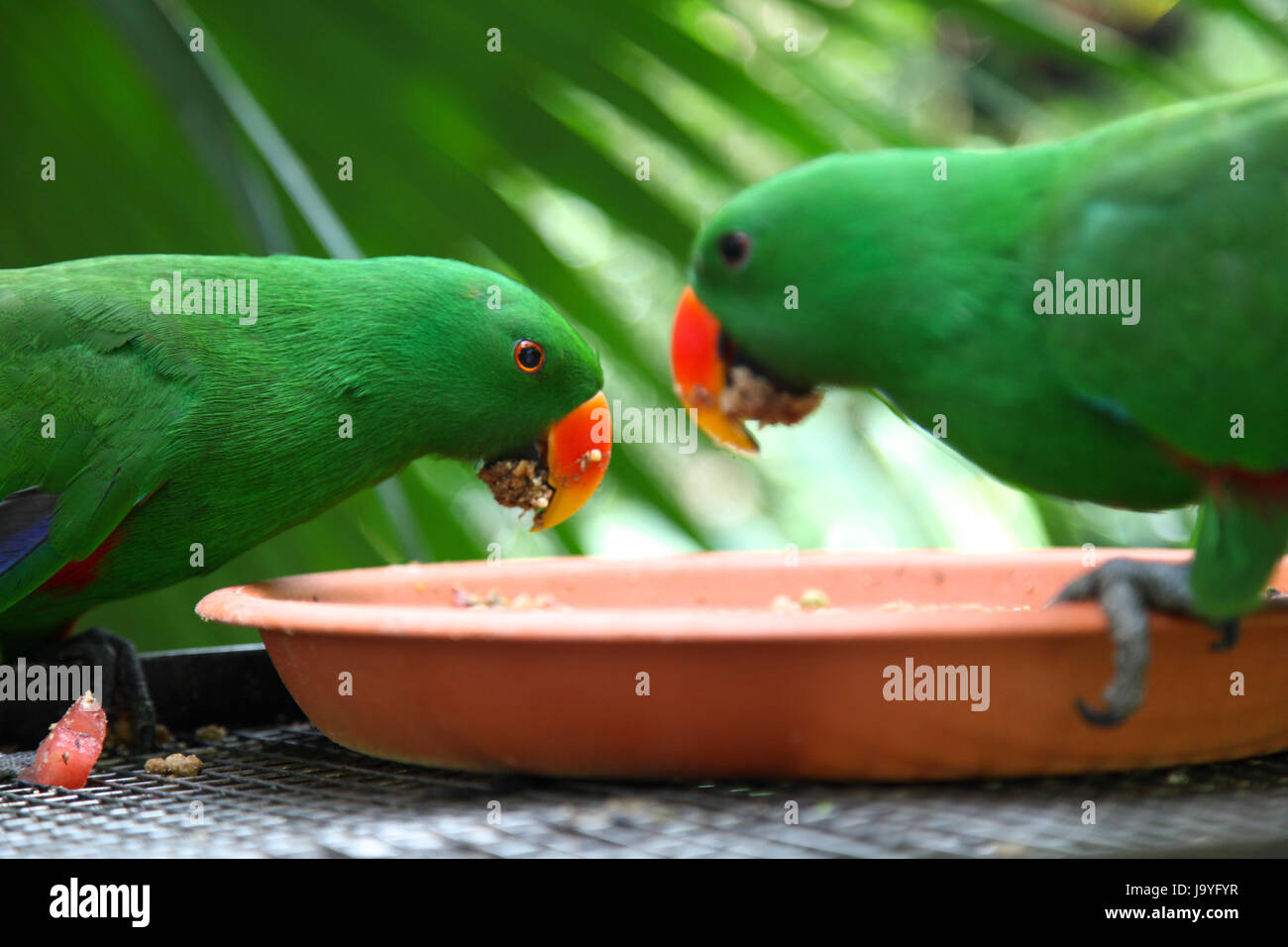 Bright green parrots, Singapore, Southeast Asia Stock Photo Alamy