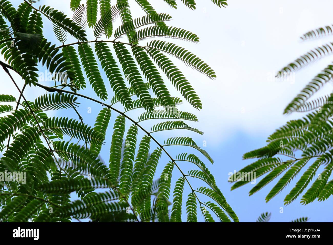 silk tree leaves Stock Photo Alamy