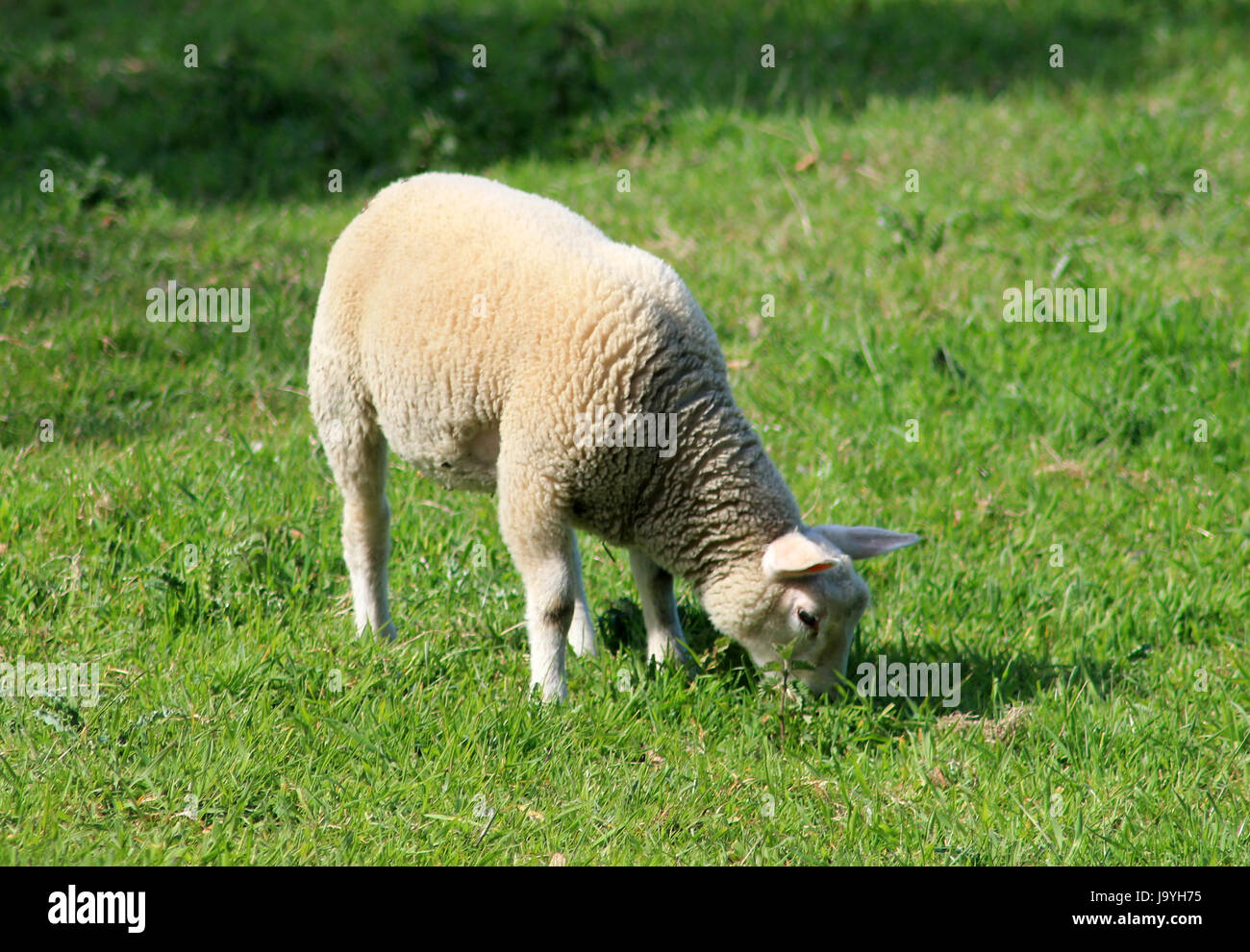 profile, animal, agriculture, farming, field, sheep, spring, bouncing, bounces, Stock Photo