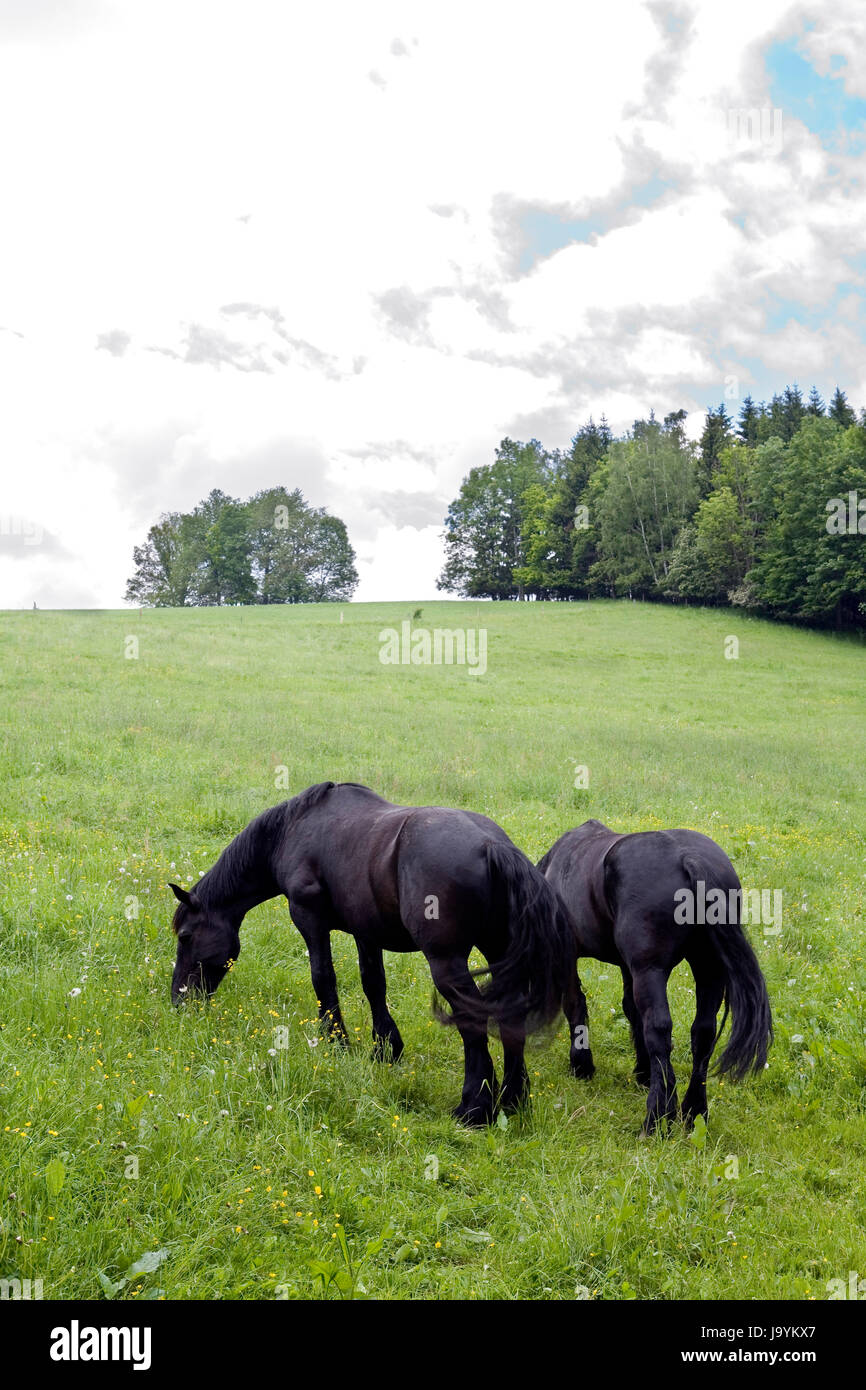 Black horses hi-res stock photography and images - Alamy