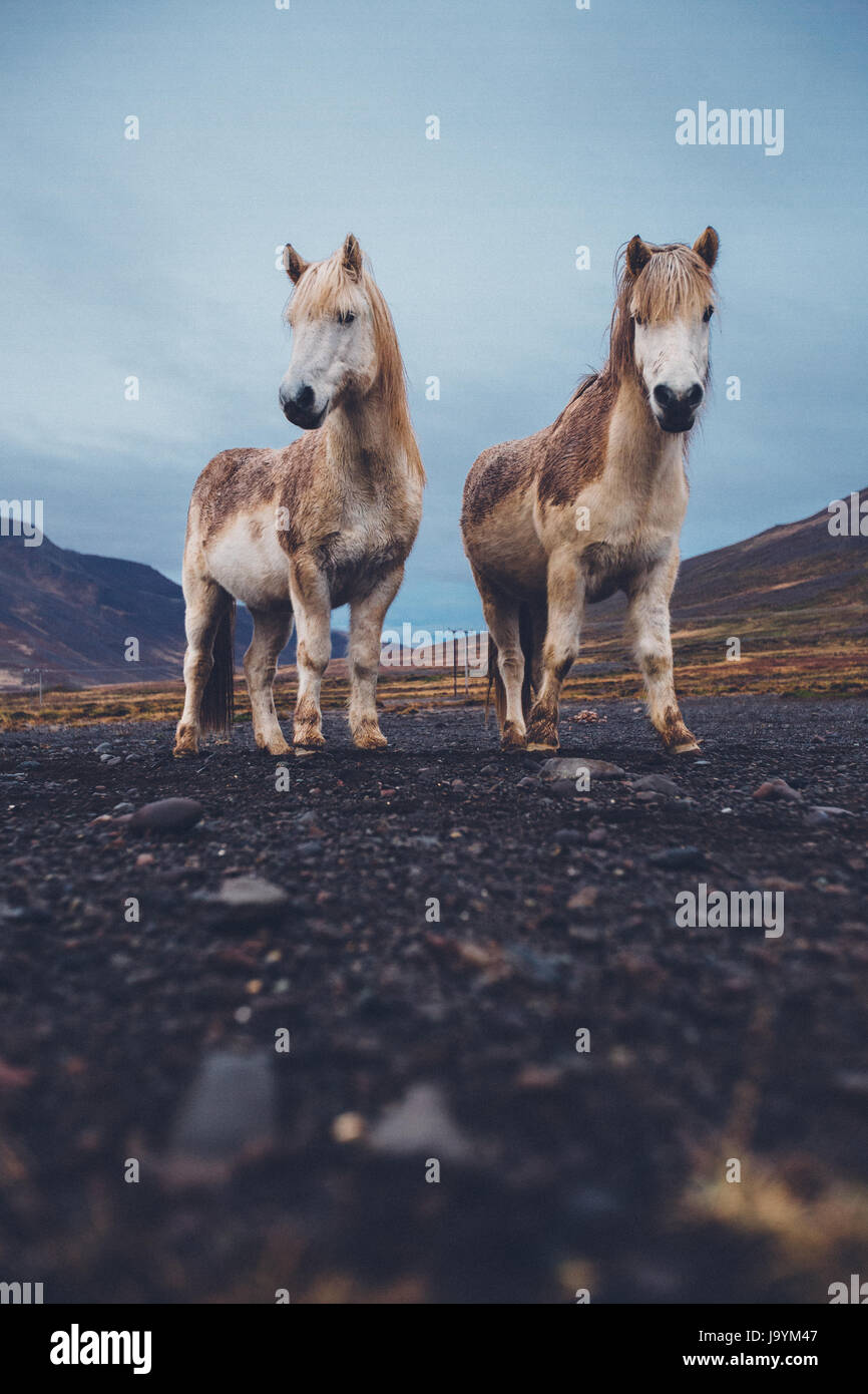 A pair of cream colored Icelandic horses. Stock Photo